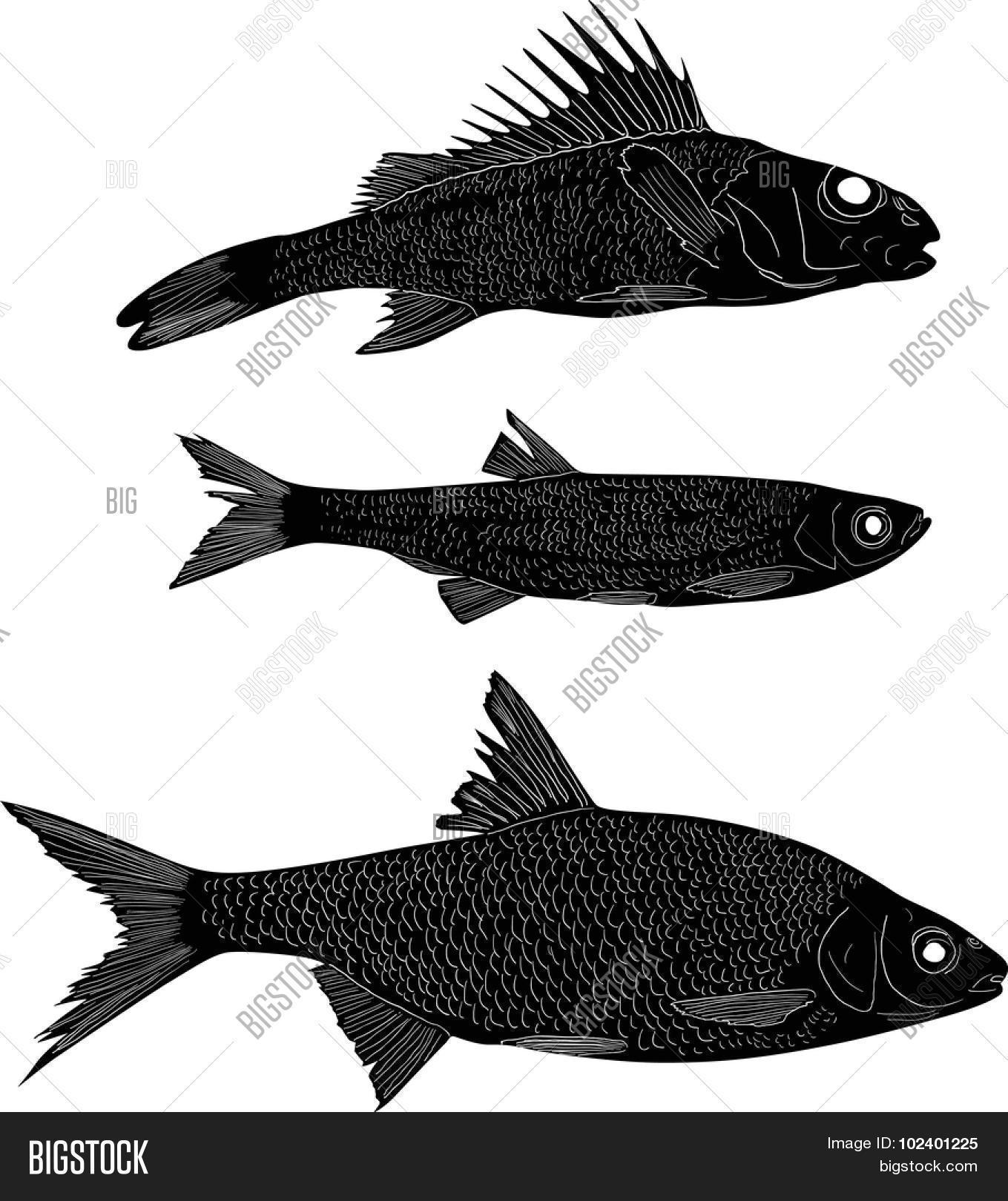 Set Three Freshwater Vector & Photo (Free Trial) | Bigstock