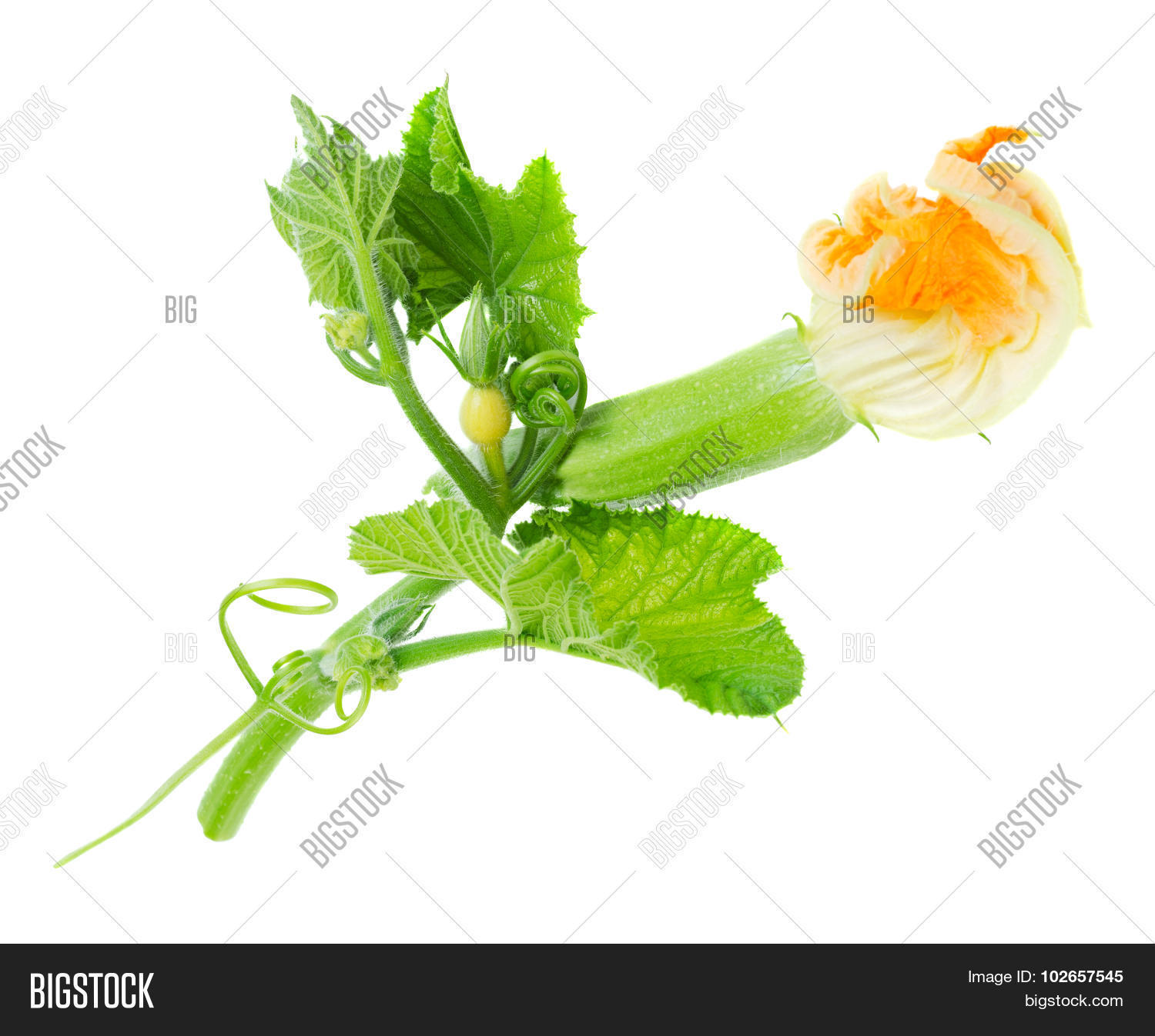 Baby Zucchini Flower Image & Photo (Free Trial) Bigstock