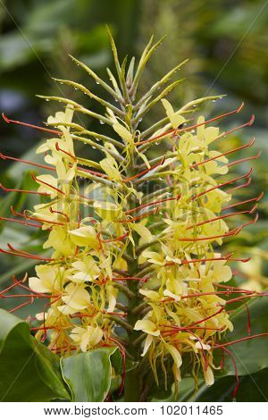 Yellow Flower Plant With Green Nature Background. Hedychium Gardnerianum