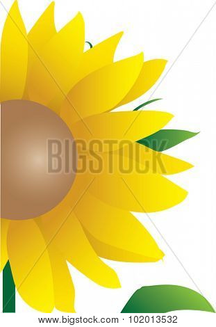 Illustration of yellow sunflower in bloom, isolated on white background with copy space.