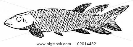 Old engraved illustration of an extinct fish, the Dipterus (thursius) macrolepidotus, isolated on white. Live traced. From the Trousset encyclopedia, Paris 1886 - 1891.