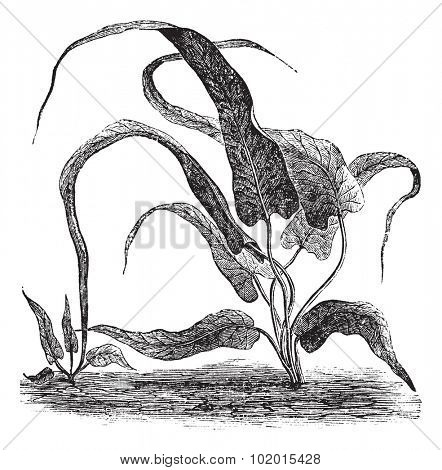 Camptosorus rhizophyllus or walking fern or Asplenium rhizophyllum vintage engraving. Old engraved illustration of American walking fern having lanceolate fronds.