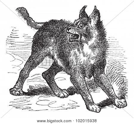 Caracal or Lynx or wild cat vintage engraving. Old engraved illustration of caracal cat.