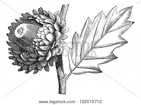 Valonia Oak or Quercus macrolepis, vintage engraving. Old engraved illustration of Valonia Oak showing flower with cup-shaped acorn. Trousset encyclopedia.