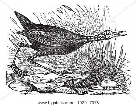 Limpkin or or Carrao or Courlan or Crying Bird or Aramus guarauna, vintage engraving. Old engraved illustration of a Limpkin. Trousset Encyclopedia.