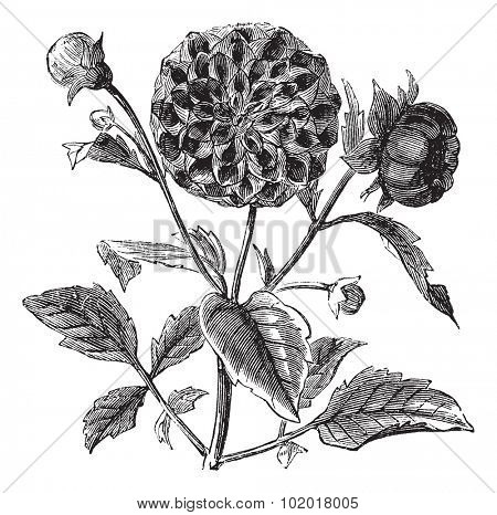 Dahlia or Dahlia sp., vintage engraving. Old engraved illustration of a Dahlia plant showing flowers. Trousset Encyclopedia