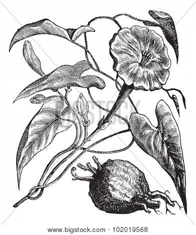 Exogonium purga or Ipomoea jalapa, Ipomoea, Jalap Bindweed or Jalapa, vintage engraving. Engraved illustration of Exogonium purga isolated on a white background. Trousset encyclopedia (1886 - 1891)