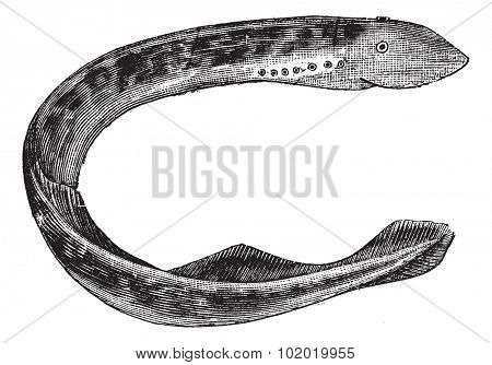 Lamprey of america (Petromyzon Americanus) or Sea lamprey vintage engraving. Old engraved illustration of Lamprey of america isolated on white.  Trousset encyclopedia (1886 - 1891).