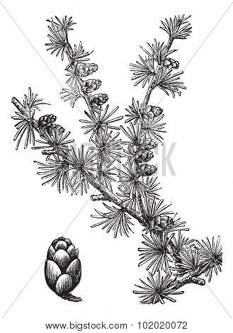 Tamarack (Larix Americana) or Hackmatack or American Larch, vintage engraved illustration. Trousset encyclopedia (1886 - 1891).