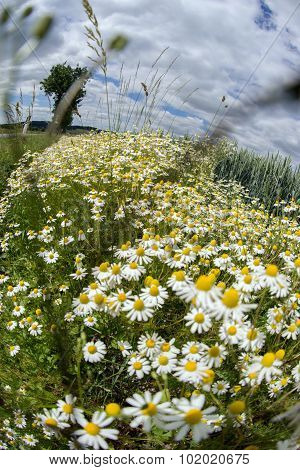 Chamomile plants, chamomile field