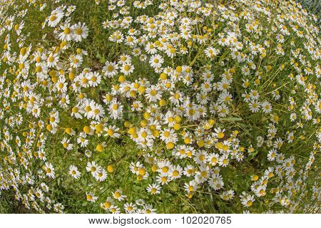 Chamomile plants, chamomile field