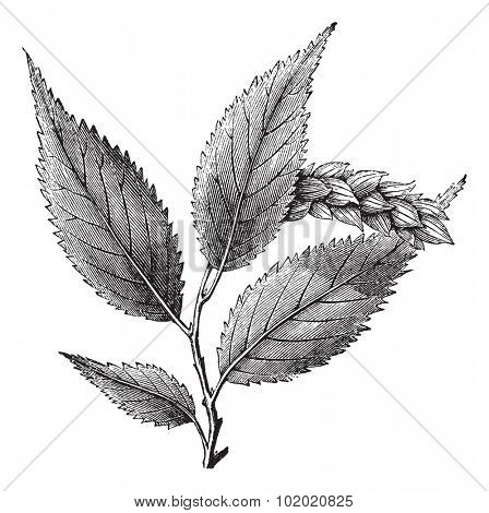 Ostrya Virginica or Hophornbeam, vintage engraved illustration. Trousset encyclopedia (1886 - 1891).