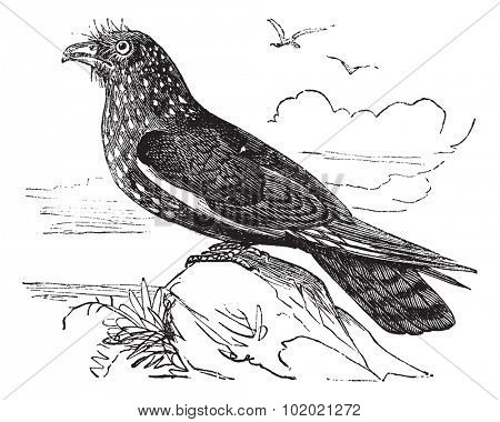 Guacharo Caripe (Steatornis caripensis) or Oilbird vintage engraving. Old engraved illustration of Guacharo, a nocturnal fruit eating bird. Trousset encyclopedia (1886 - 1891).