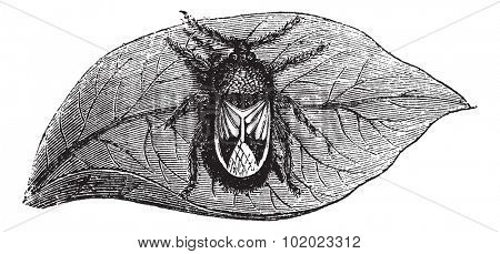 Rhyparochromidae or Seed bug, vintage engraving. Old engraved illustration of Rhyparochromidae on the leaf. Trousset encyclopedia (1886 - 1891).
