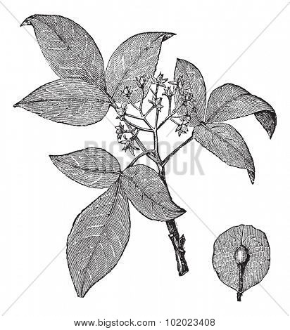 Hoptree or Ptelea trifoliata or Wafer Ash, vintage engraving. Old engraved illustration of Hoptree isolated on a white background. Trousset encyclopedia (1886 - 1891).