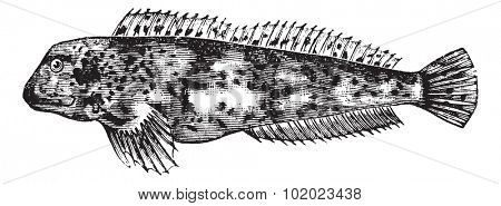 Lipophrys pholis, vintage engraved illustration. Lipophrys pholis isolated on white. Trousset encyclopedia (1886 - 1891).