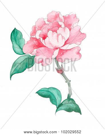 watercolor peony for wedding, invitation cards and scrapbooking, textile design