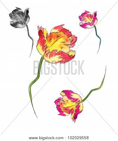 watercolor tulips for invitation cards, wedding, floral design