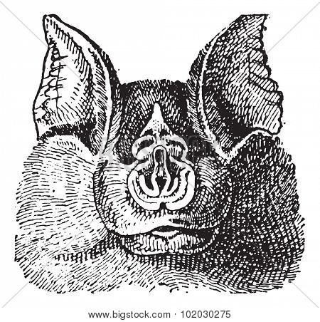 Horseshoe bats (Rhinolophidae), vintage engraved illustration. Dictionary of words and things - Larive and Fleury - 1895.