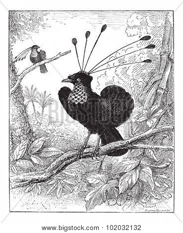Paradisier sifilet or Western Parotia or Arfak Parotia, vintage engraved illustration. Dictionary of words and things - Larive and Fleury - 1895.