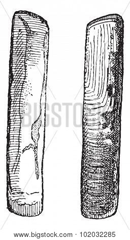 Old engraved illustration of Two Solenidae isolated on a white background. Dictionary of words and things - Larive and Fleury - 1895