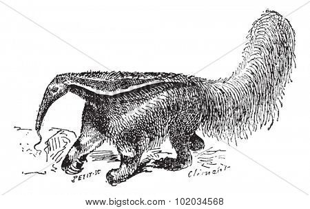 Old engraved illustration of Anteater in the meadow. Dictionary of words and things - Larive and Fleury