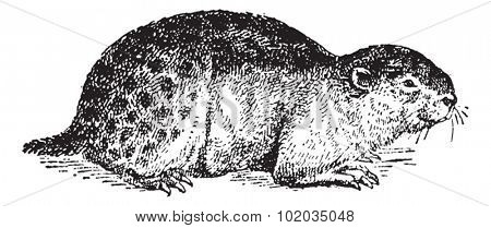 Lemming or Lemmus lemmus, vintage engraved illustration. Dictionary of Words and Things - Larive and Fleury - 1895