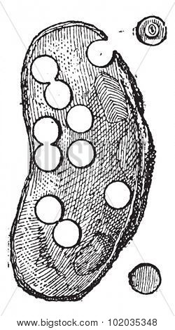 River Mussel or Unio sp., showing its use in the button-making industry, vintage engraved illustration. Dictionary of Words and Things - Larive and Fleury - 1895