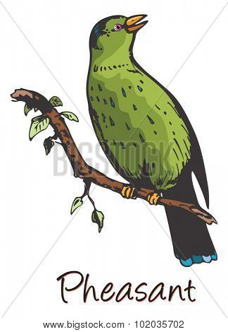 Pheasant, Perched on a Branch, Color Illustration
