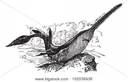 Knifetooth Sawfish or Anoxypristis cuspidata, vintage engraved illustration. Dictionary of Words and Things - Larive and Fleury - 1895