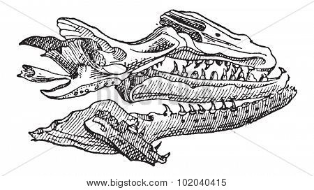 Mosasaur, showing skull fossil, vintage engraved illustration. Dictionary of Words and Things - Larive and Fleury - 1895
