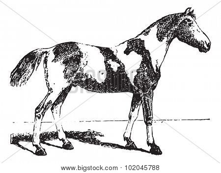 Pinto horse, vintage engraved illustration. Dictionary of words and things - Larive and Fleury - 1895.