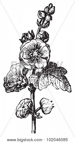 Passerose or Hollyhock or Pass pink or Rose papal, vintage engraved illustration. Dictionary of words and things - Larive and Fleury - 1895.