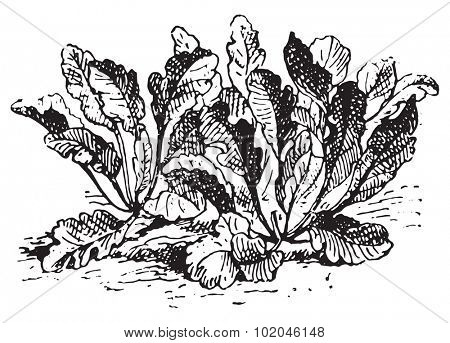 Lepidium latifolium, vintage engraved illustration. Dictionary of words and things - Larive and Fleury - 1895.