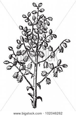 Panicle, vintage engraved illustration. Dictionary of words and things - Larive and Fleury - 1895.