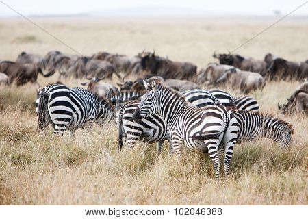 Herd Of Wildebeest And Zebra Grazing On Grasslands Of African Savanna