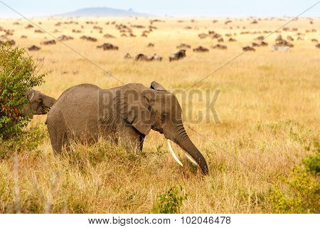 Adult African Bush Elephants Grazing In African Savanna
