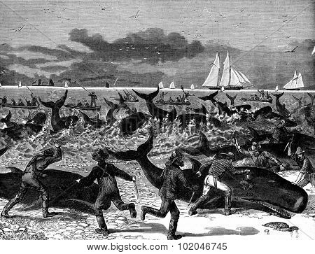Hunting porpoises, vintage engraved illustration. Journal des Voyage, Travel Journal, (1880-81).