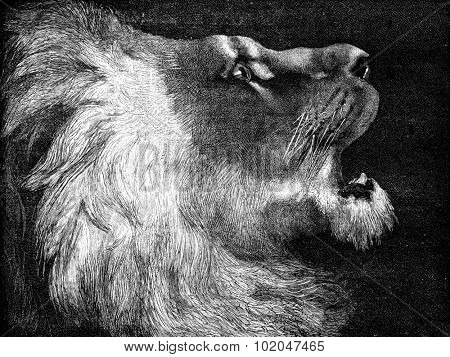 The lion hunter. A lion of the Atlas, vintage engraved illustration. Journal des Voyages, Travel Journal, (1879-80).