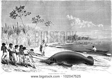 Capture of manatees in Malbuisson, vintage engraved illustration. Le Tour du Monde, Travel Journal, (1865).