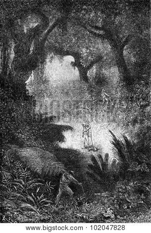 Search for quinine, vintage engraved illustration. Le Tour du Monde, Travel Journal, (1872).