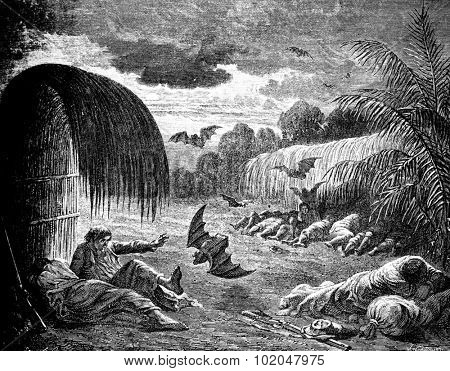 The vampire bats, vintage engraved illustration. Le Tour du Monde, Travel Journal, (1872).