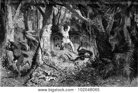 The Python molurus, vintage engraved illustration. Le Tour du Monde, Travel Journal, (1872).