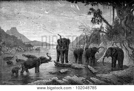 Wild elephants bathing in the river, vintage engraved illustration. Le Tour du Monde, Travel Journal, (1872). 