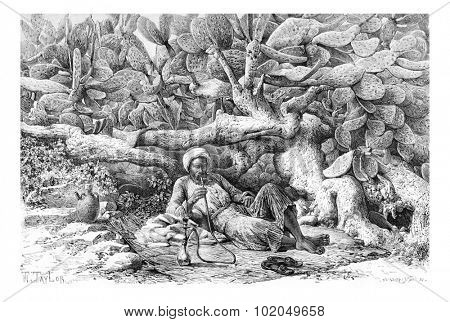 Man Smoking a Hookah by a Cactus Hedge in Jenin, Israel, vintage engraved illustration. Le Tour du Monde, Travel Journal, 1881
