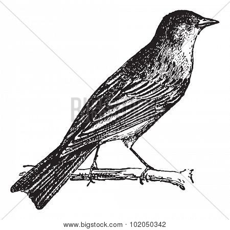 Ortolan, or Ortolan Bunting, vintage engraved illustration. Dictionary of words and things - Larive and Fleury - 1895.