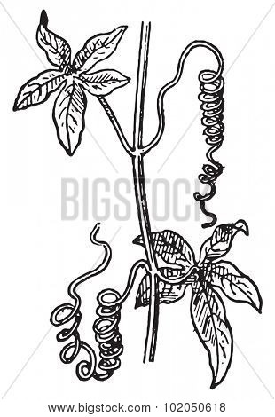 Tendrils, a Passionflower or Passiflora or Passion Vines, vintage engraved illustration. Dictionary of words and things - Larive and Fleury - 1895.