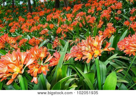 Flowering Clivia Plants in Tropical Garden