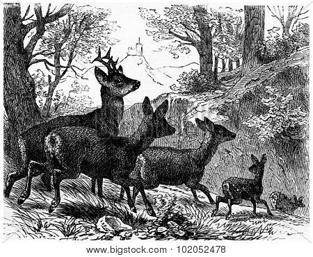 Deer, vintage engraved illustration. La Vie dans la nature, 1890.