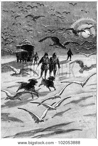 Both dogs were up thousands of birds, vintage engraved illustration. Jules Verne Cesar Cascabel, 1890.